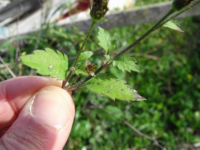 Bidens pilosa